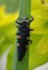 Coccinella septempunctata